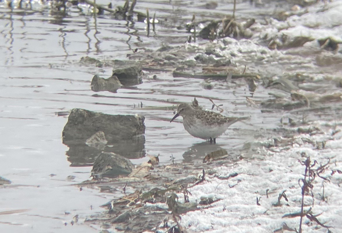 White-rumped Sandpiper - Sophie Roy