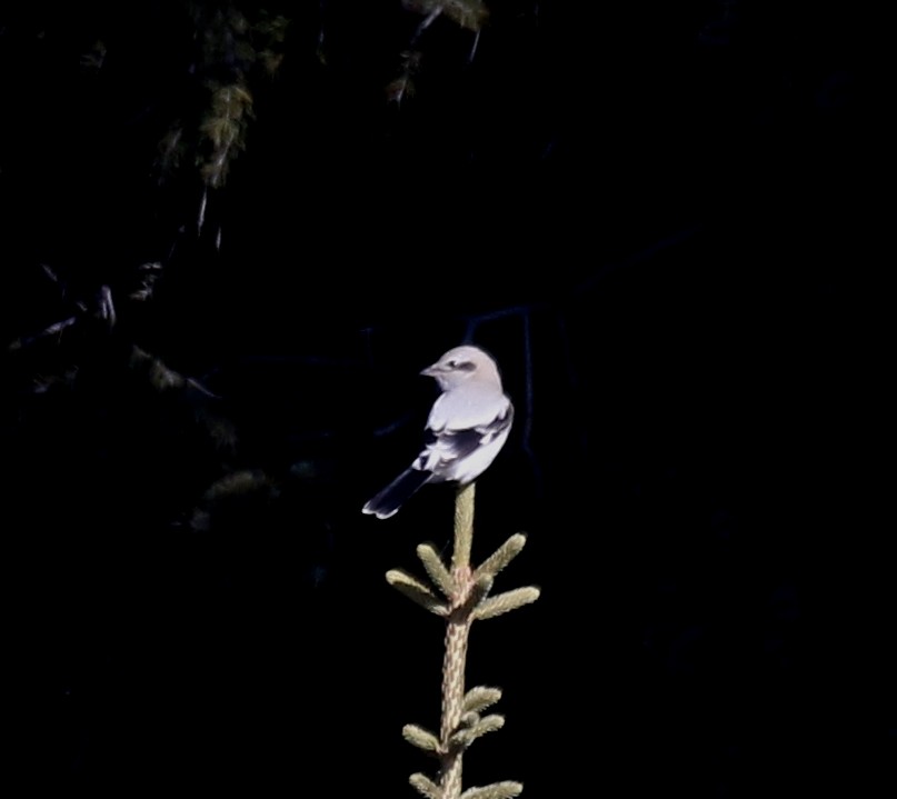 Pie-grièche grise - ML277257531