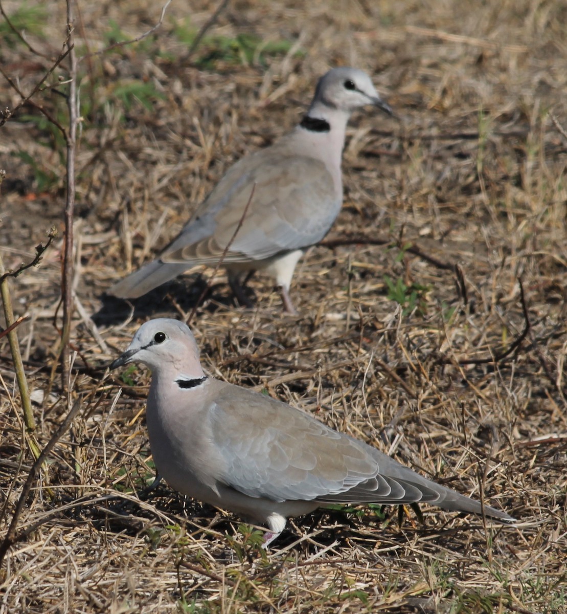 Ring-necked Dove - ML277257991