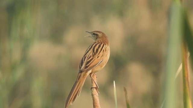 Striated Grassbird - ML277258911