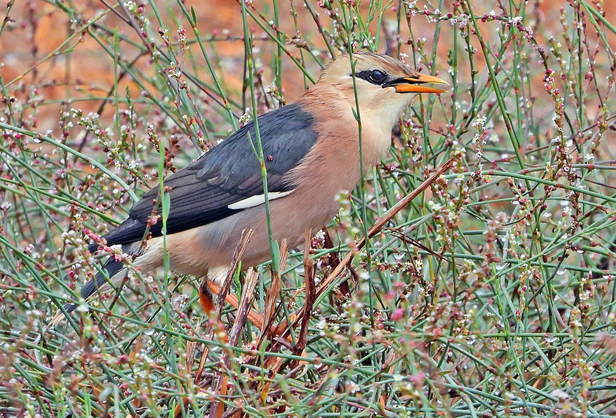 Vinous-breasted Myna - ML277259751