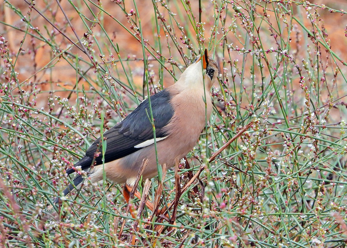 Vinous-breasted Myna - ML277259811