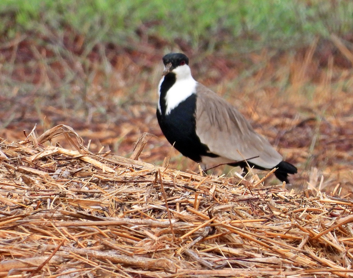 Spur-winged Lapwing - ML277259821
