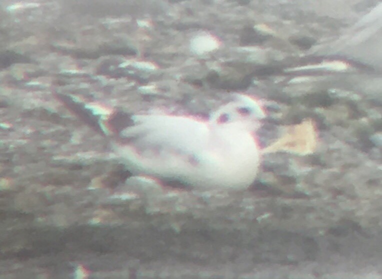 Little Gull - ML277260181