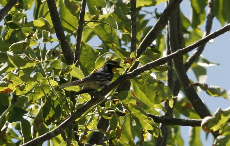 Yellow-throated Warbler - ML277260391