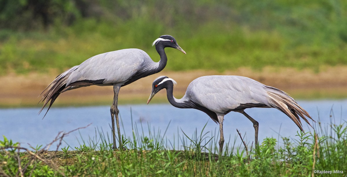 Demoiselle Crane - ML277260611