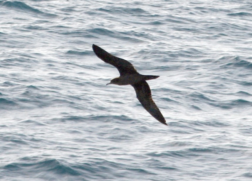 Wedge-tailed Shearwater - Sue Hacking