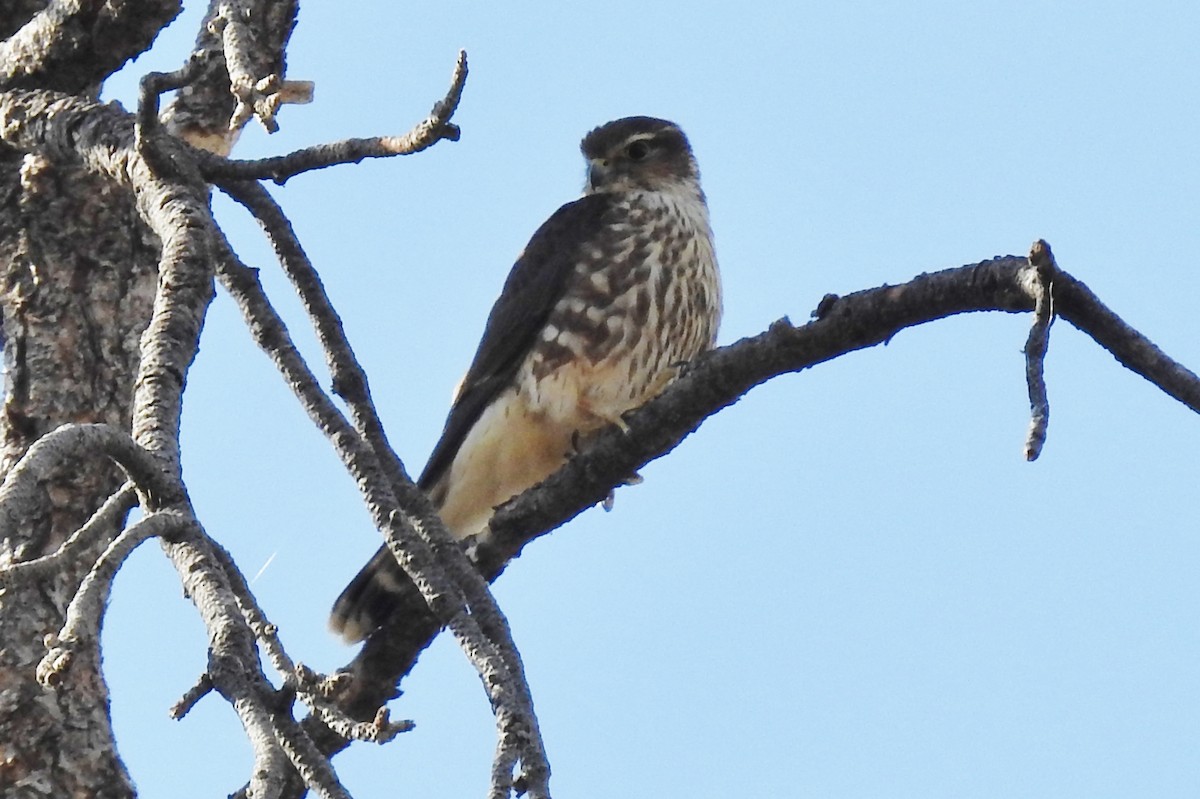 Підсоколик малий (підвид columbarius) - ML277264281