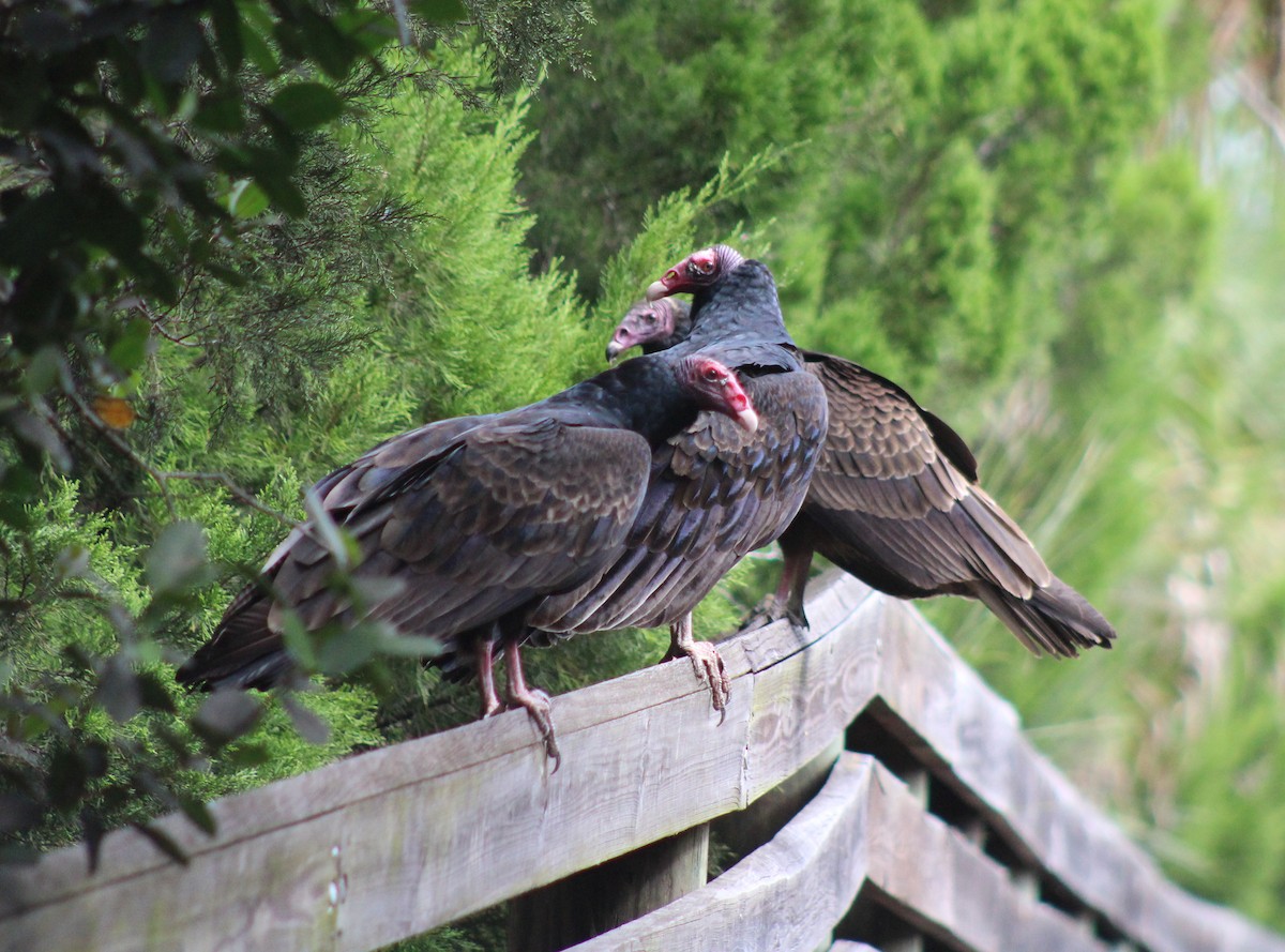 Turkey Vulture - ML277265781