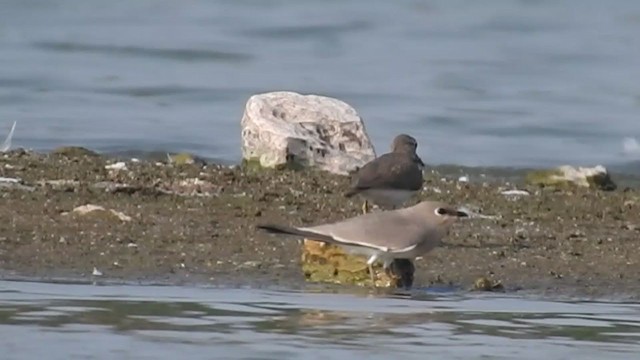 Small Pratincole - ML277266571