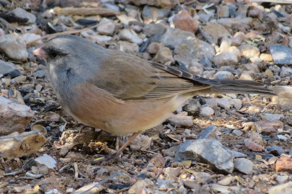 Dark-eyed Junco (Pink-sided) - ML277267321