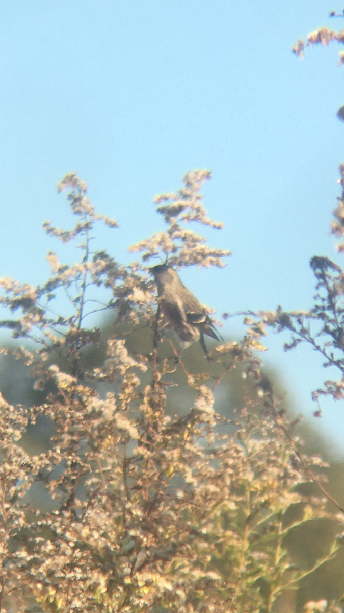 Common Redpoll - ML277267731