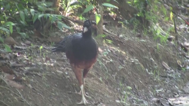 Blue-billed Curassow - ML277269611