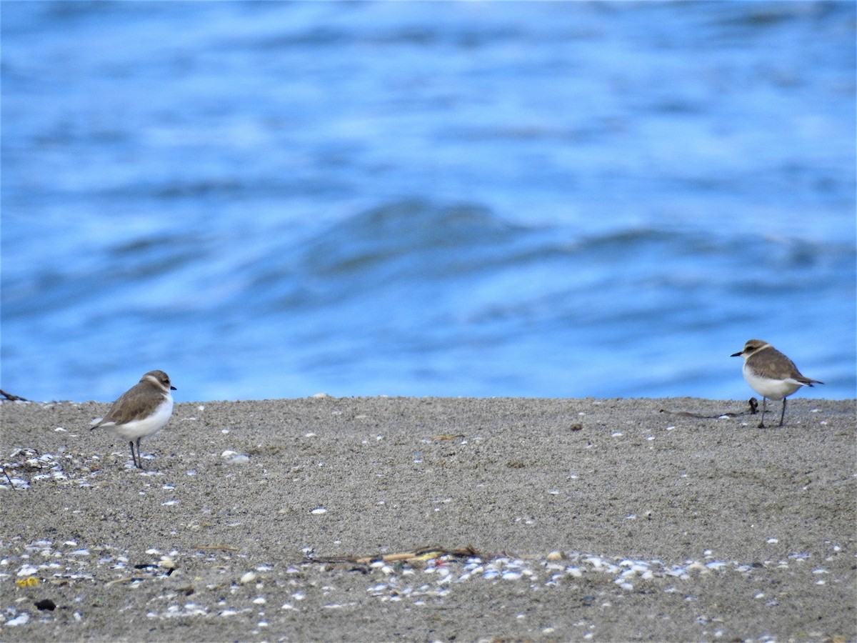 Kentish Plover - ML277270361