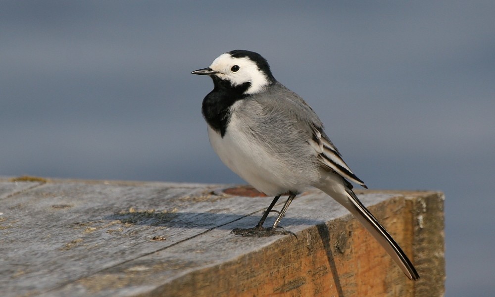 White Wagtail (White-faced) - ML277272781