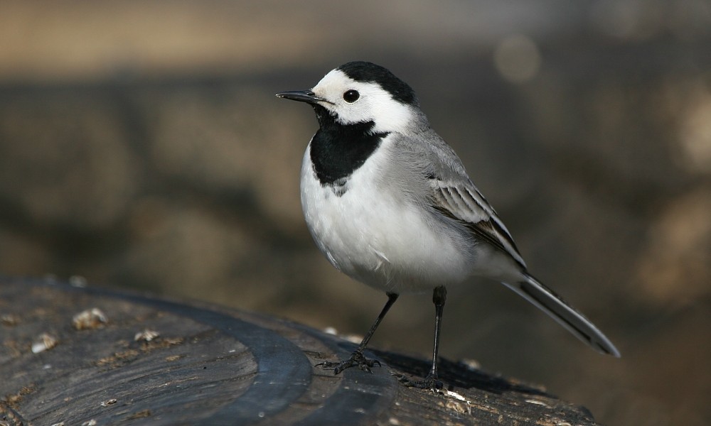 White Wagtail (White-faced) - Pavel Parkhaev