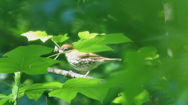 Wood Thrush - ML277273191