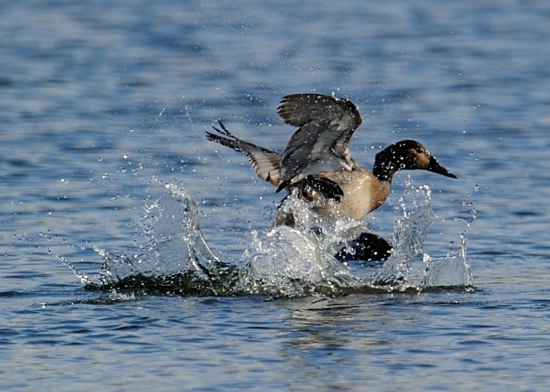 Canvasback - ML277273221