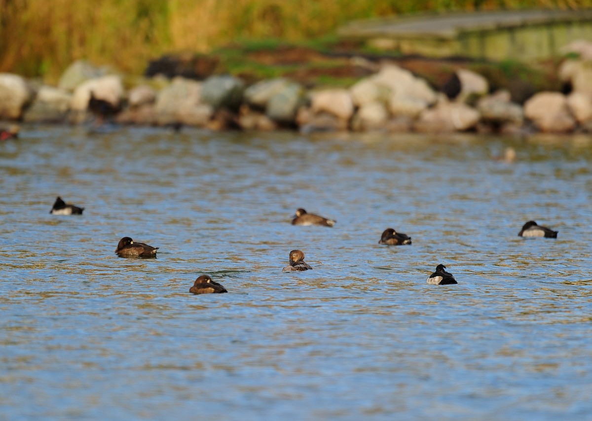 Canvasback - ML277273241