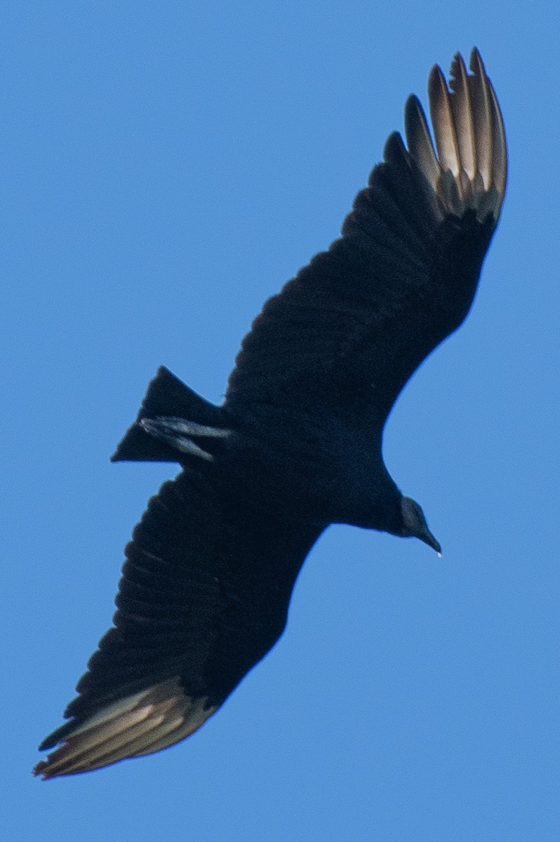 Black Vulture - ML277273471