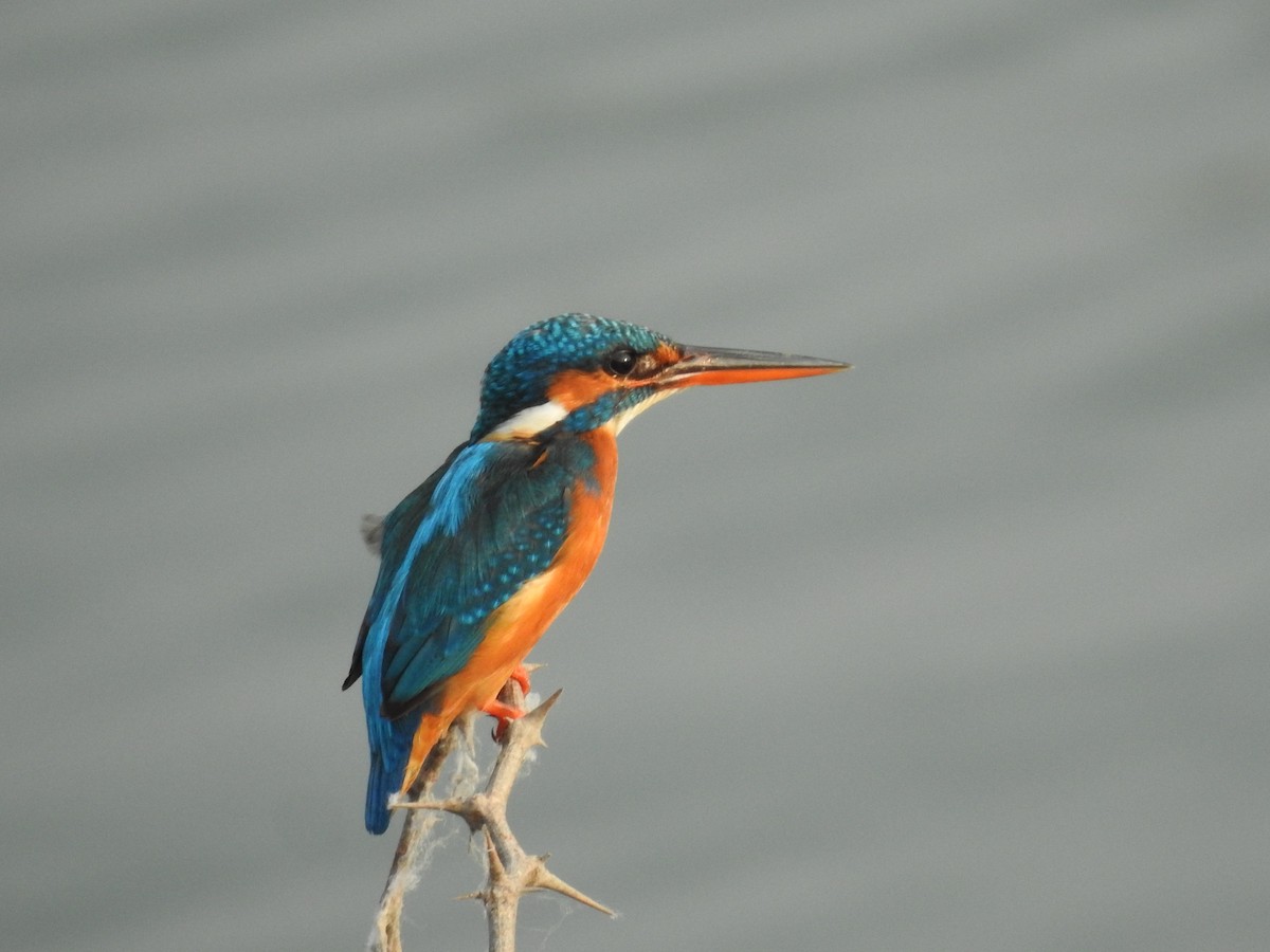 Common Kingfisher - Arulvelan Thillainayagam