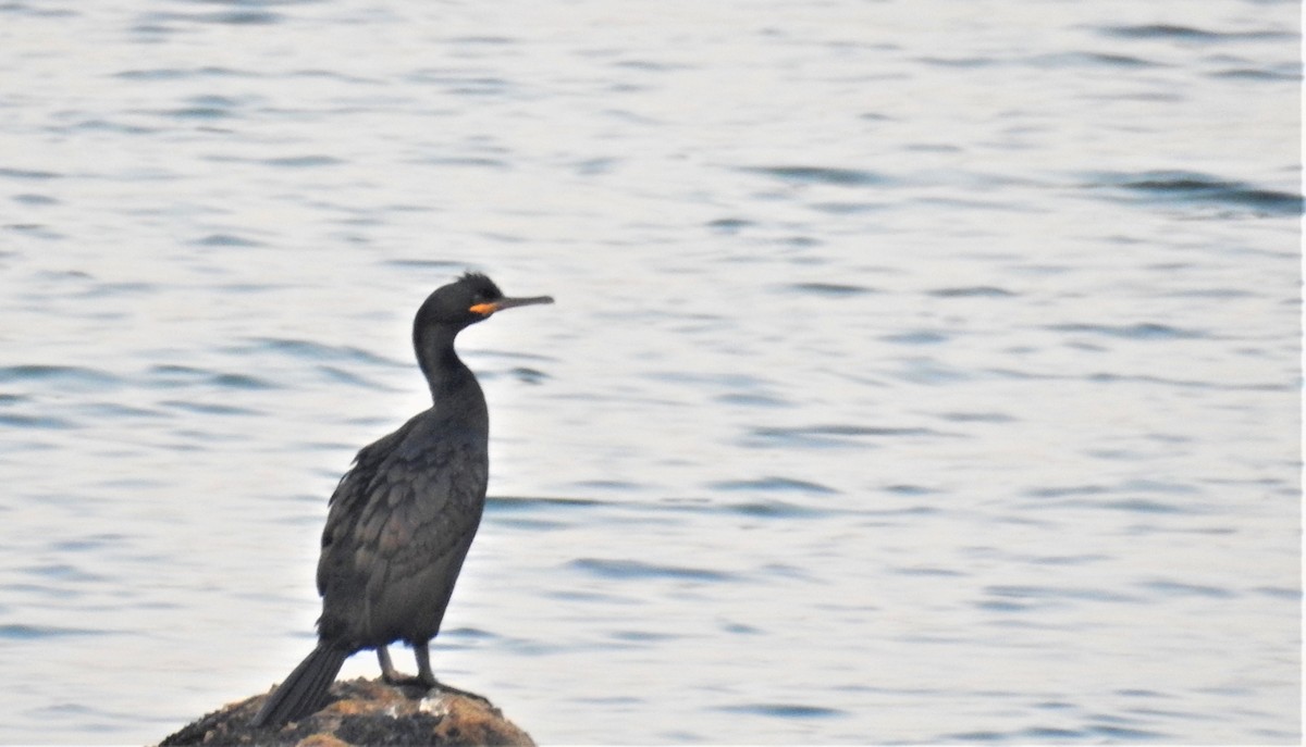 Cormorán Moñudo - ML277275161