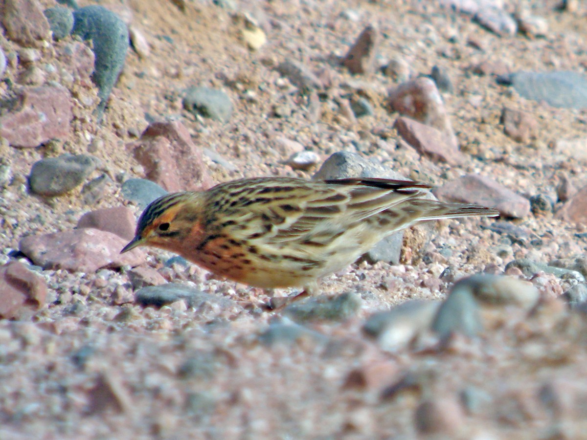 Red-throated Pipit - ML277275321