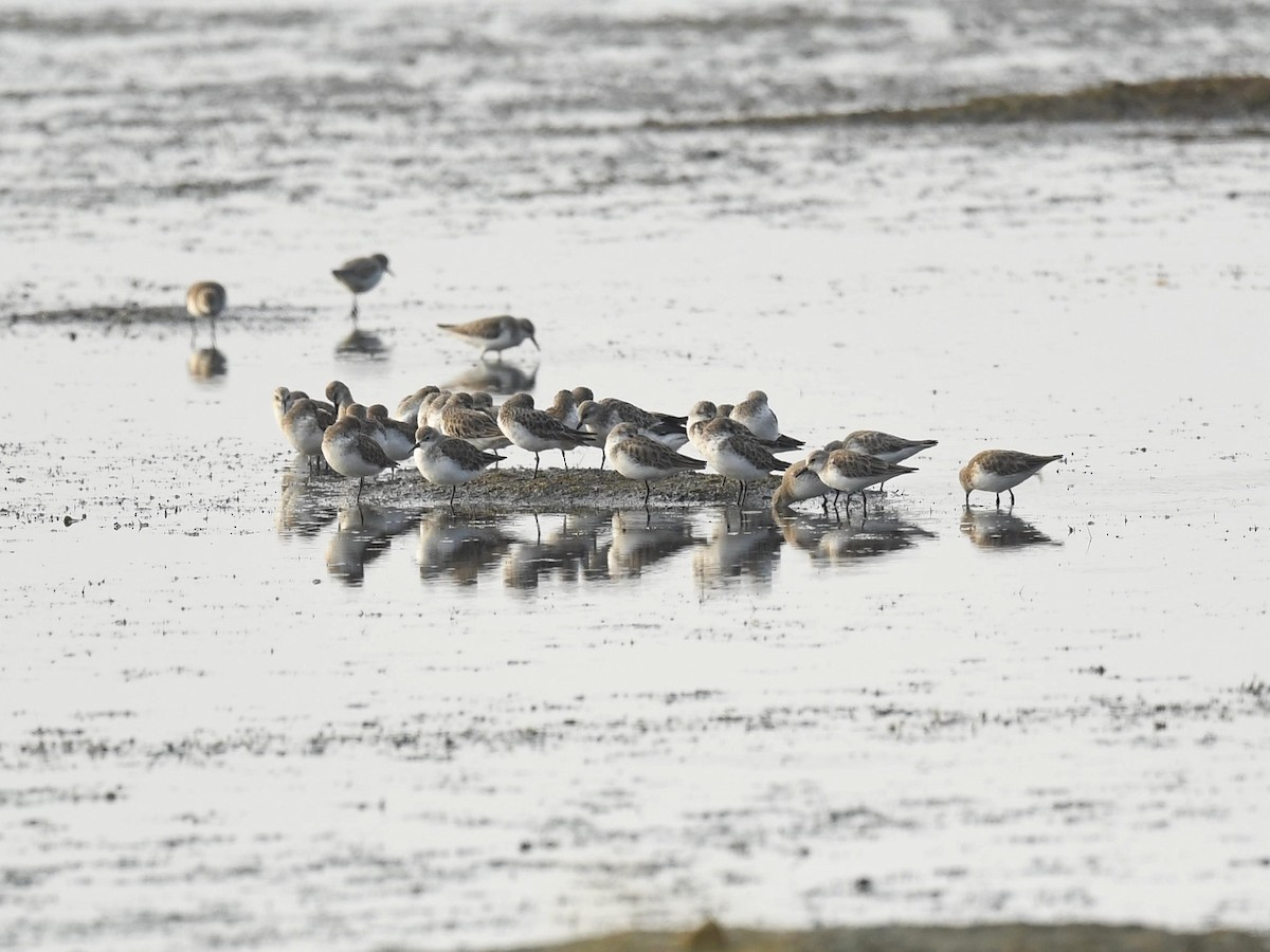 Little Stint - Subhadra Devi