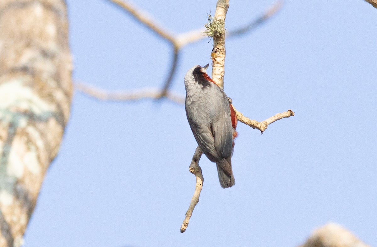 Indian Nuthatch - ML277278111