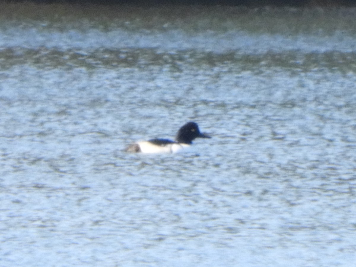 Common Goldeneye x Hooded Merganser (hybrid) - ML277279311