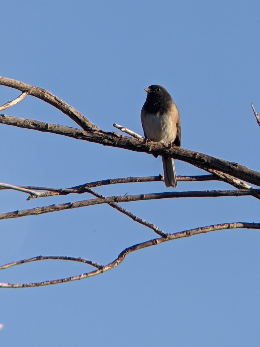 Dark-eyed Junco - ML277281821