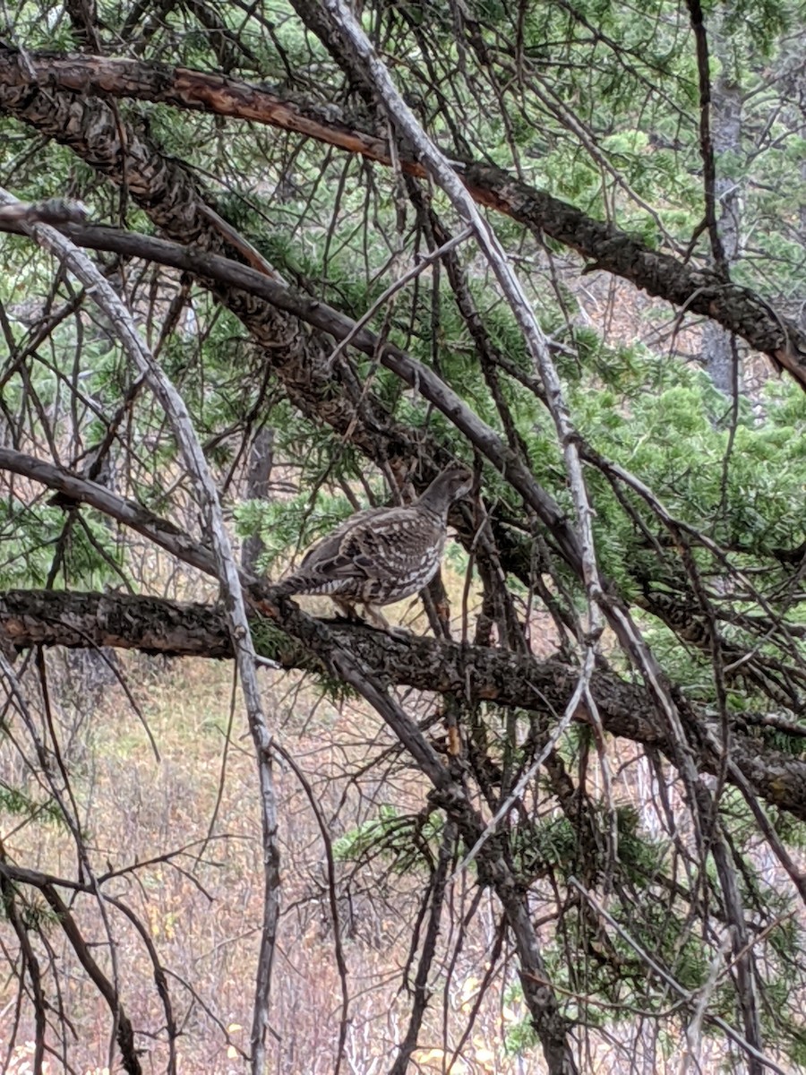 Dusky Grouse - ML277282531