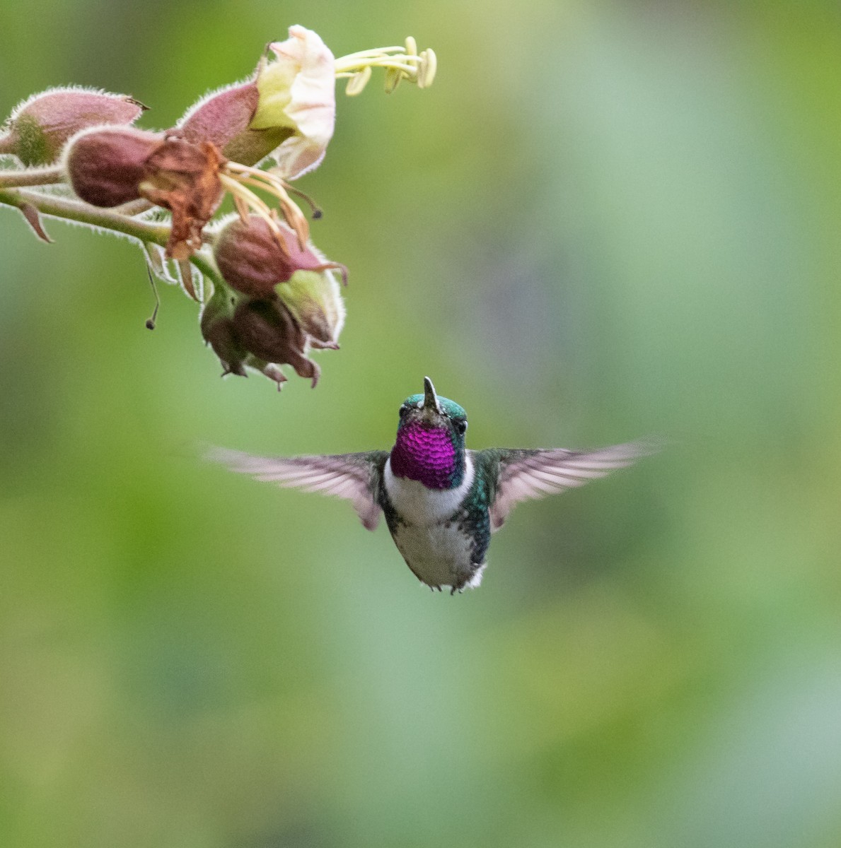 White-bellied Woodstar - ML277282971