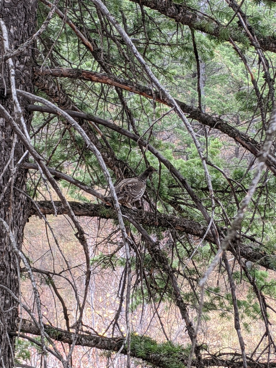 Dusky Grouse - ML277283001