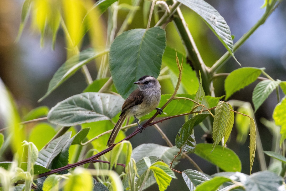 Unstreaked Tit-Tyrant - ML277283031