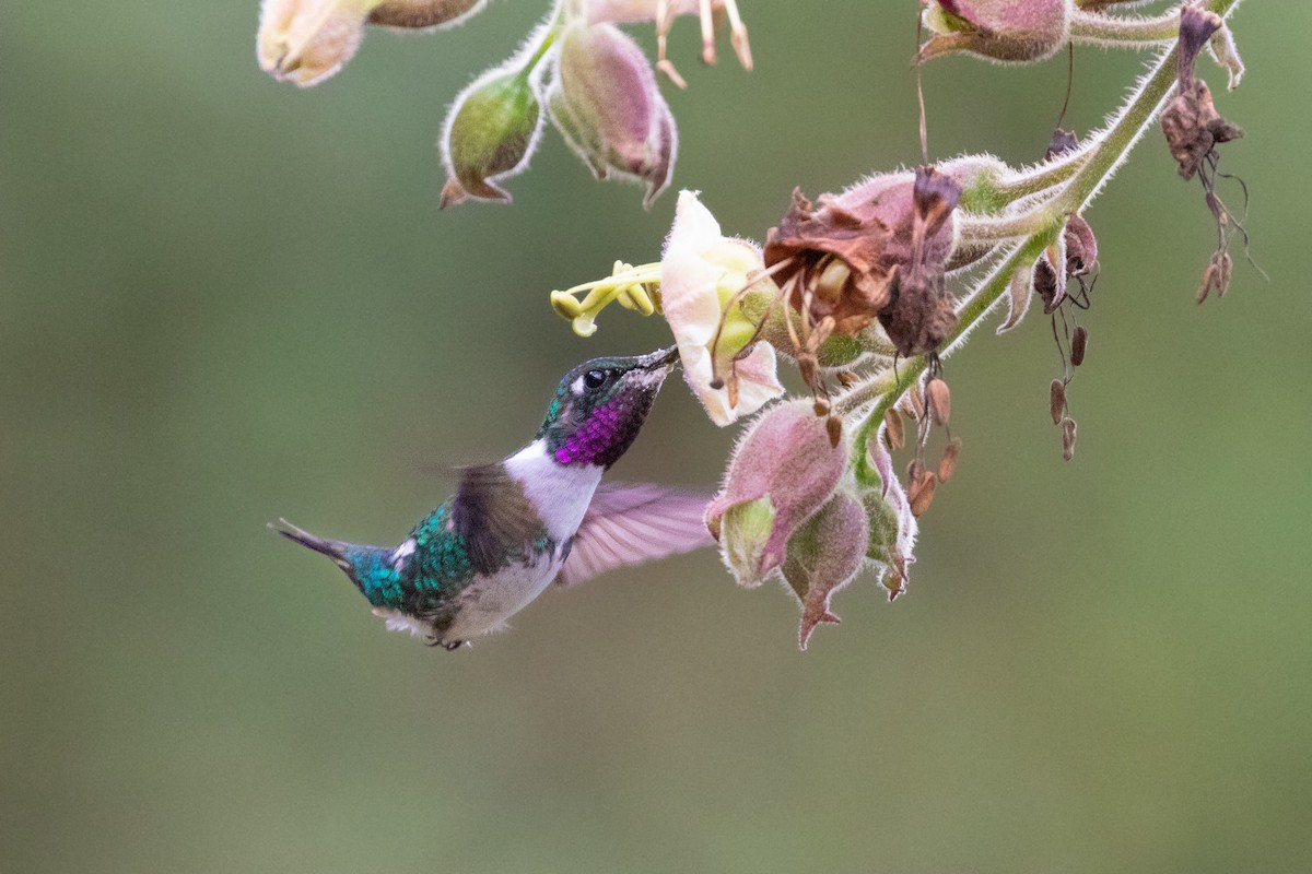 Colibrí de Mulsant - ML277283061