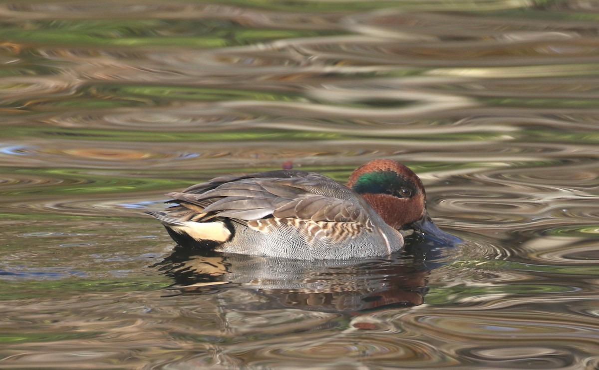 Green-winged Teal - Robert Dixon