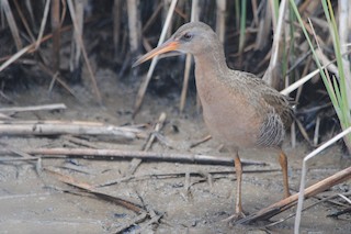 Râle de Californie (yumanensis) - eBird