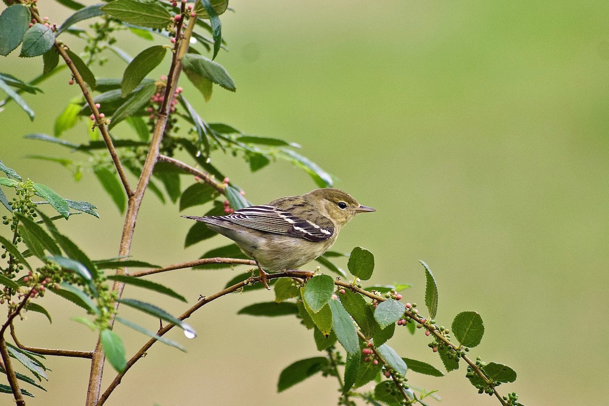 Blackpoll Warbler - Roberto Jovel