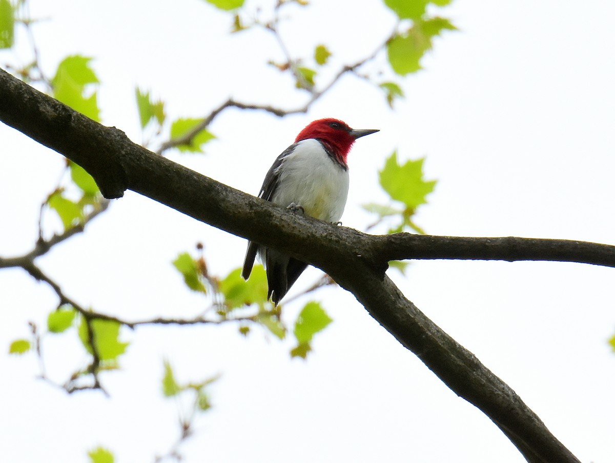 Red-headed Woodpecker - ML27728741
