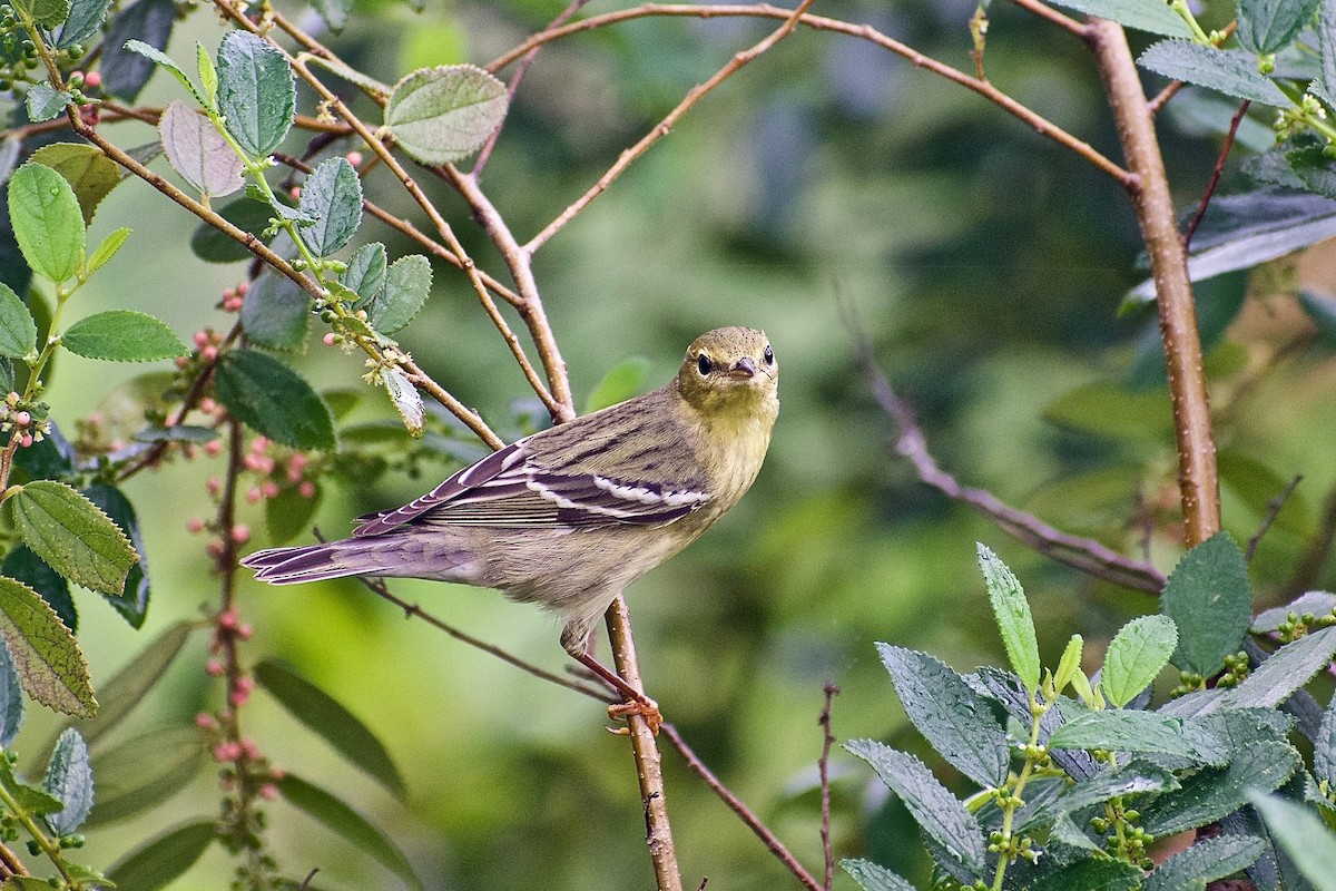 Blackpoll Warbler - ML277287841