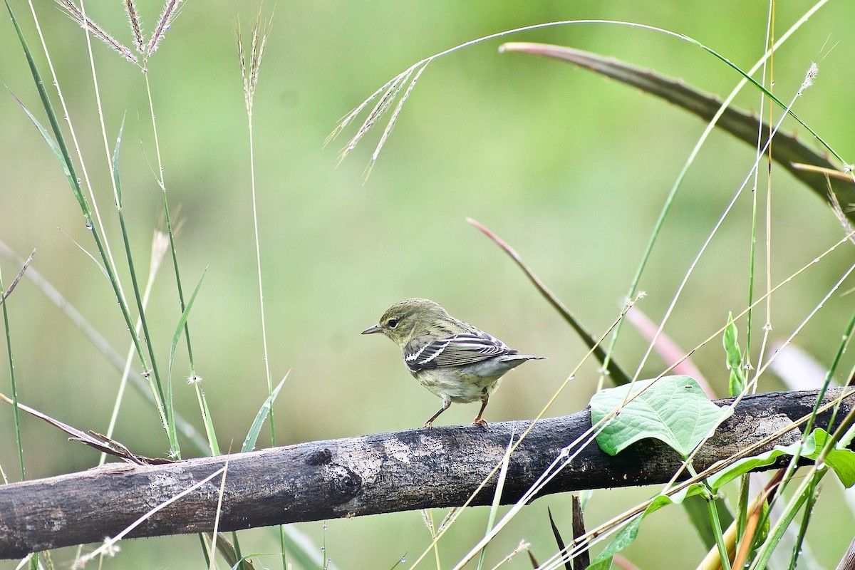 Blackpoll Warbler - ML277288201