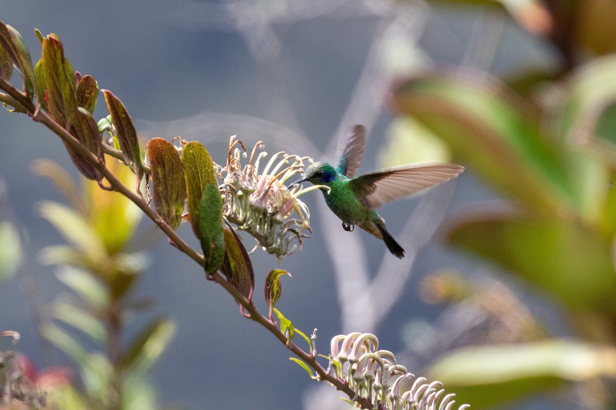 Colibrí Oreja Violeta Menor - ML277289321