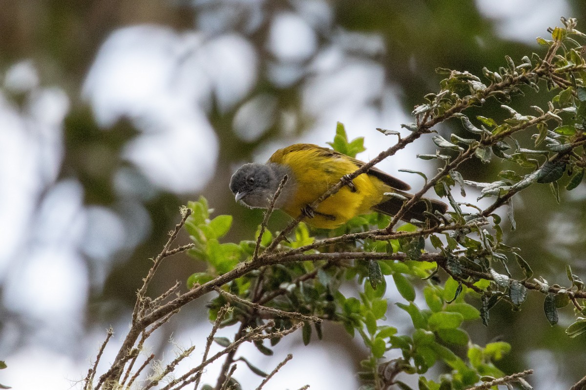 Gray-hooded Bush Tanager - ML277289531