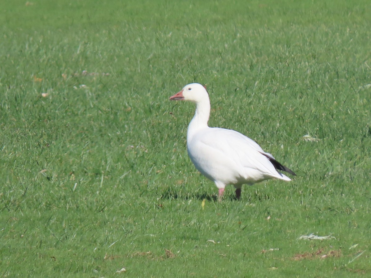 Snow Goose - Thomas Riley