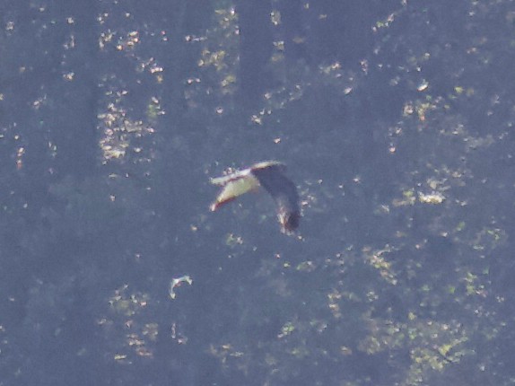 Northern Harrier - ML277291451