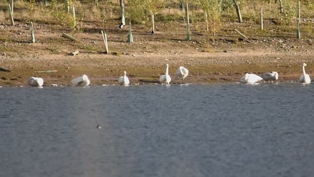 Whooper Swan - ML277295231