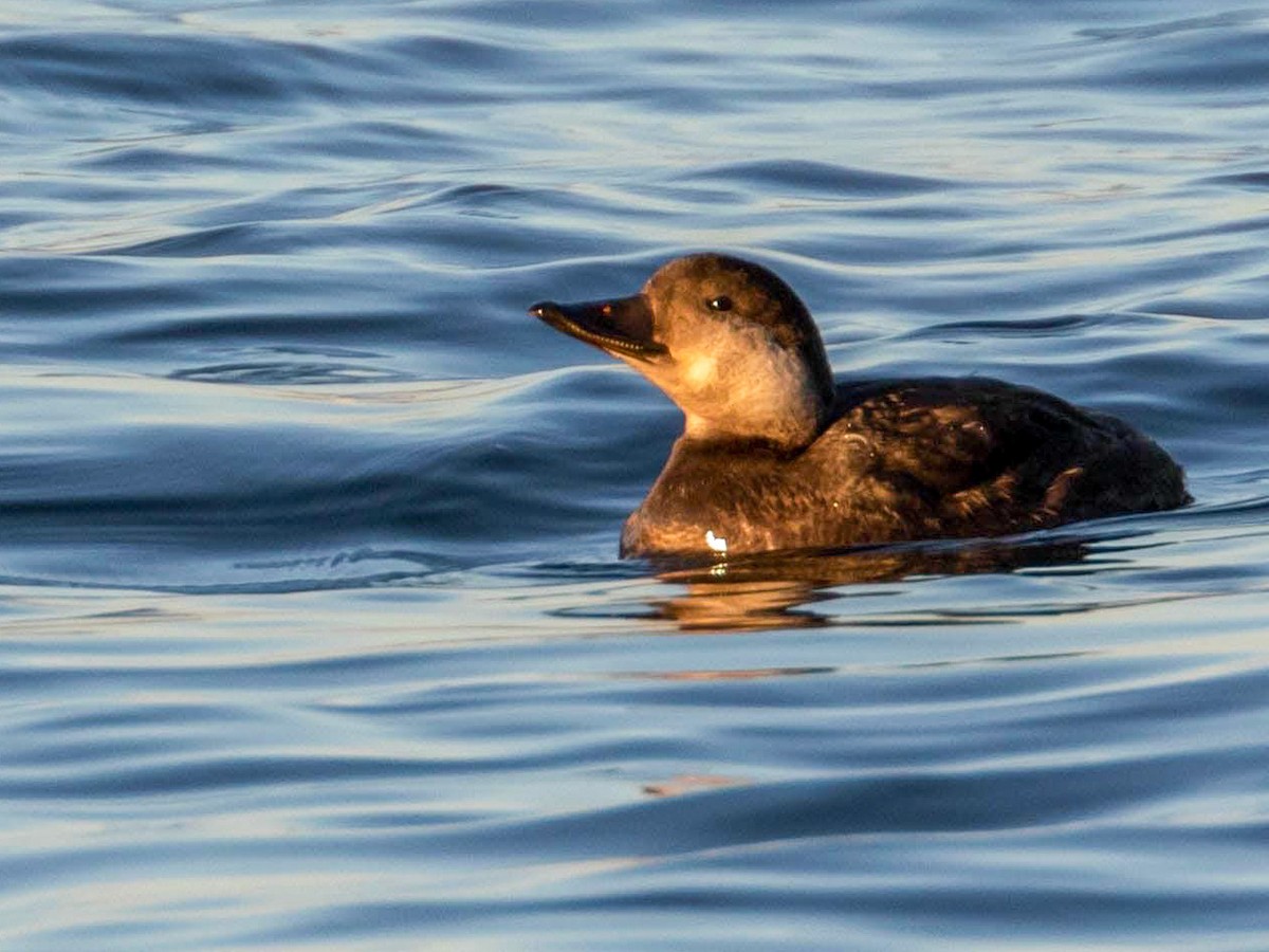 Black Scoter - Matt Boley