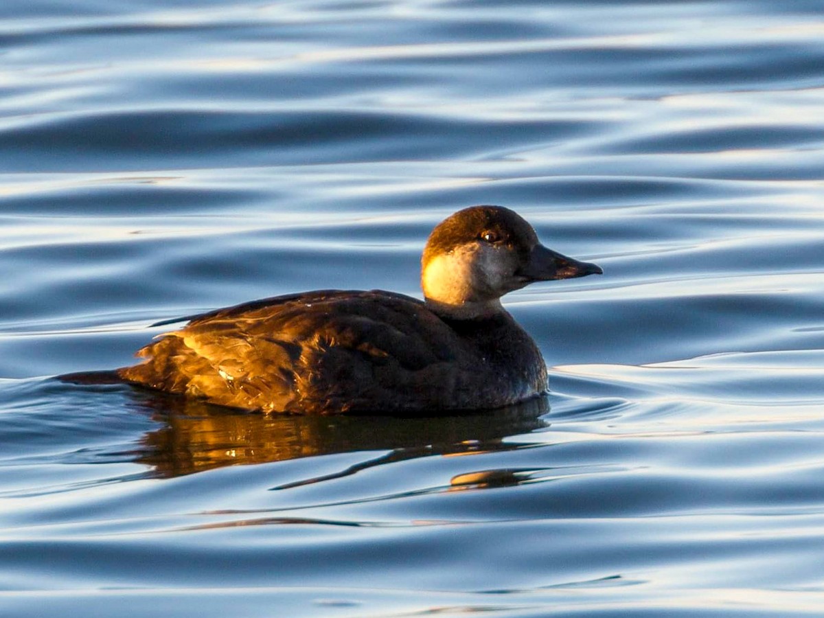 Black Scoter - Matt Boley