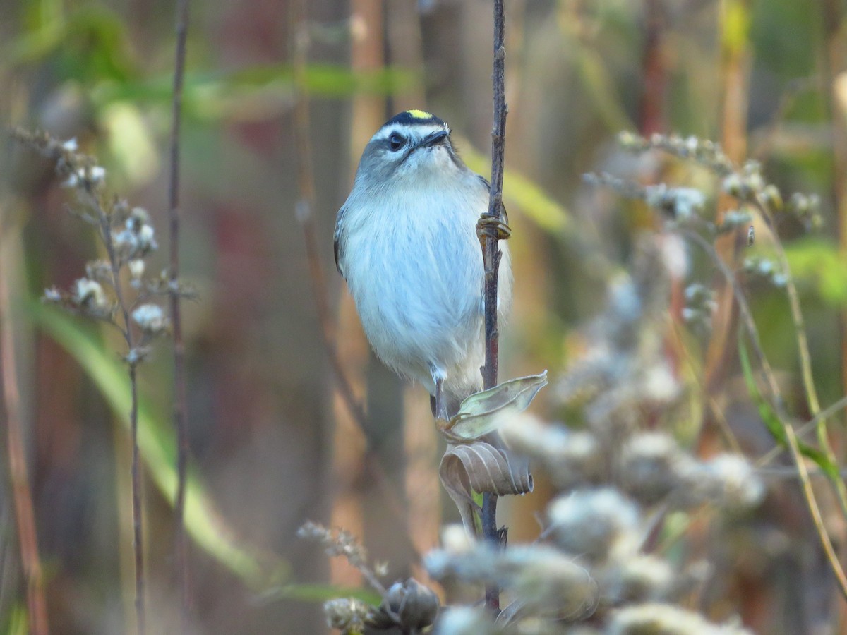 Golden-crowned Kinglet - ML277296281